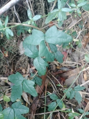 Boquila trifoliolata