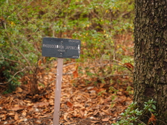 Rhododendron japonicum