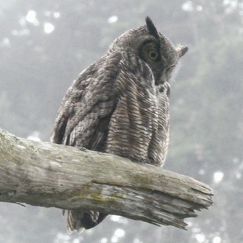 View observation of {o.common_name} on iNaturalist