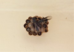 Mischocyttarus cassununga