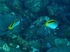 Chaetodon oxycephalus