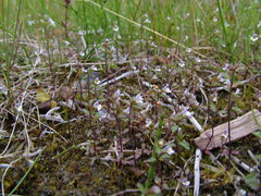 Euphrasia frigida