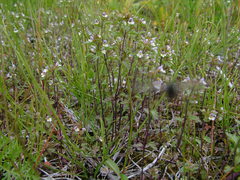 Euphrasia frigida