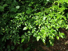 Capsicum annuum glabriusculum