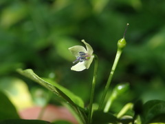 Capsicum annuum glabriusculum