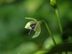Capsicum annuum glabriusculum