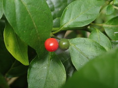 Capsicum annuum glabriusculum
