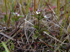Euphrasia frigida