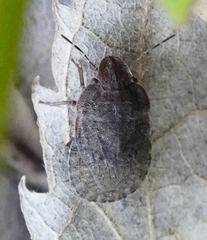 Sciocoris homalonotus