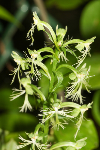 ragged fringed orchid (Platanthera lacera)