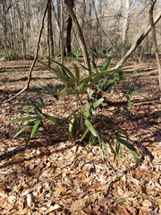 Rhapidophyllum hystrix