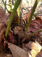 Rhapidophyllum hystrix