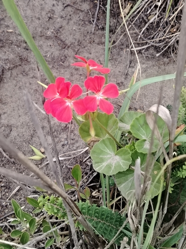 Foto de Malva cheirosa