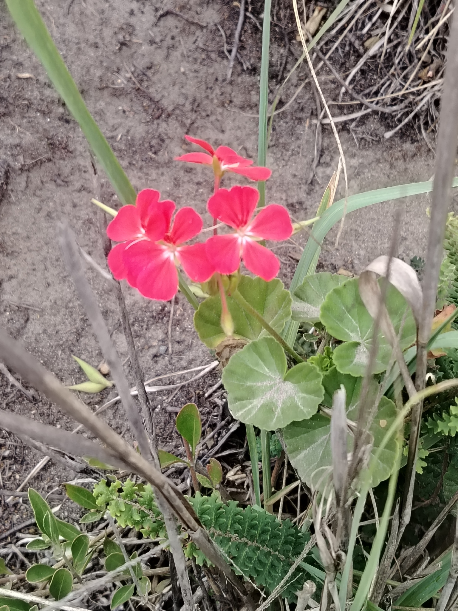 Imagem de Malva cheirosa