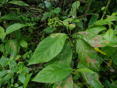 Pavonia fruticosa