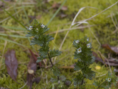 Euphrasia hyperborea