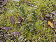 Euphrasia hyperborea