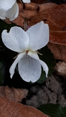 Viola alba alba
