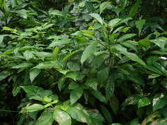 Pavonia fruticosa