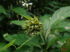 Pavonia fruticosa