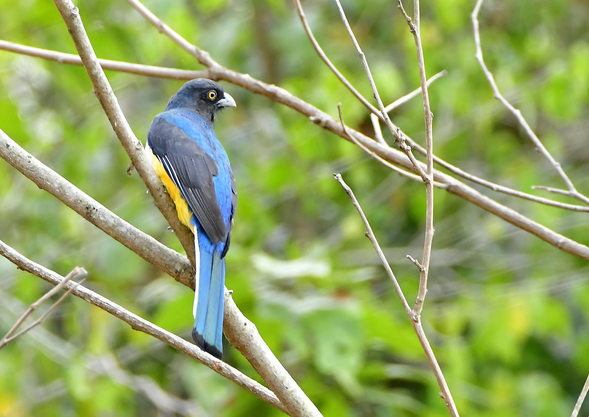Citreoline Trogon (Trogon citreolus), photo 3