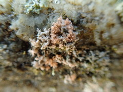 Erythricium aurantiacum