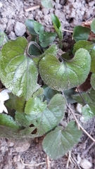 Viola alba alba