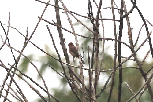 Common Rosefinch (Carpodacus erythrinus), photo 4