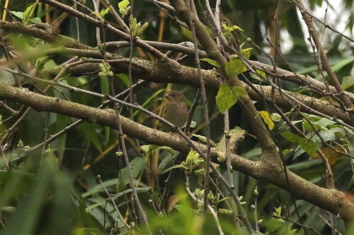 Common Rosefinch (Carpodacus erythrinus), photo 5