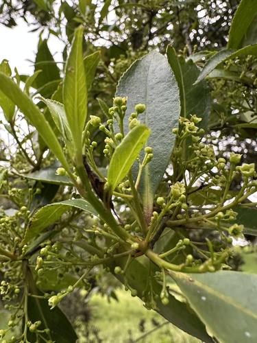 Maytenus laxiflora, photograph 4