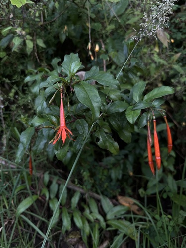 Fuchsia venusta, photograph 4