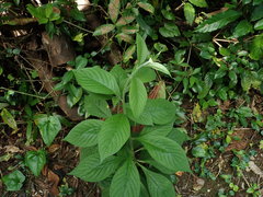 Heliotropium verdcourtii