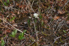 Eutrema edwardsii