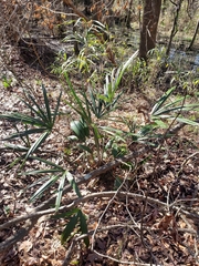 Rhapidophyllum hystrix