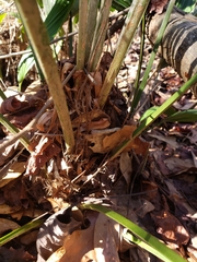 Rhapidophyllum hystrix