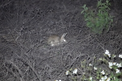 Lepus sinensis formosus