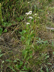 Eutrema edwardsii