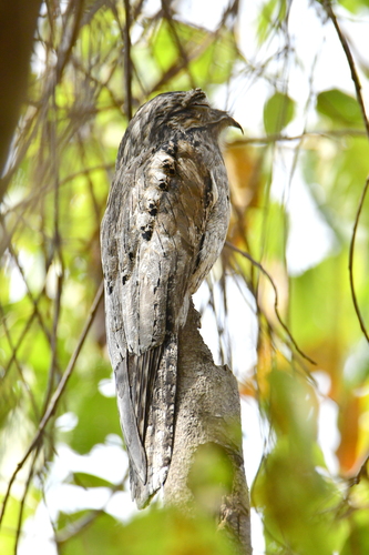 Northern Potoo (Nyctibius jamaicensis), photo 5