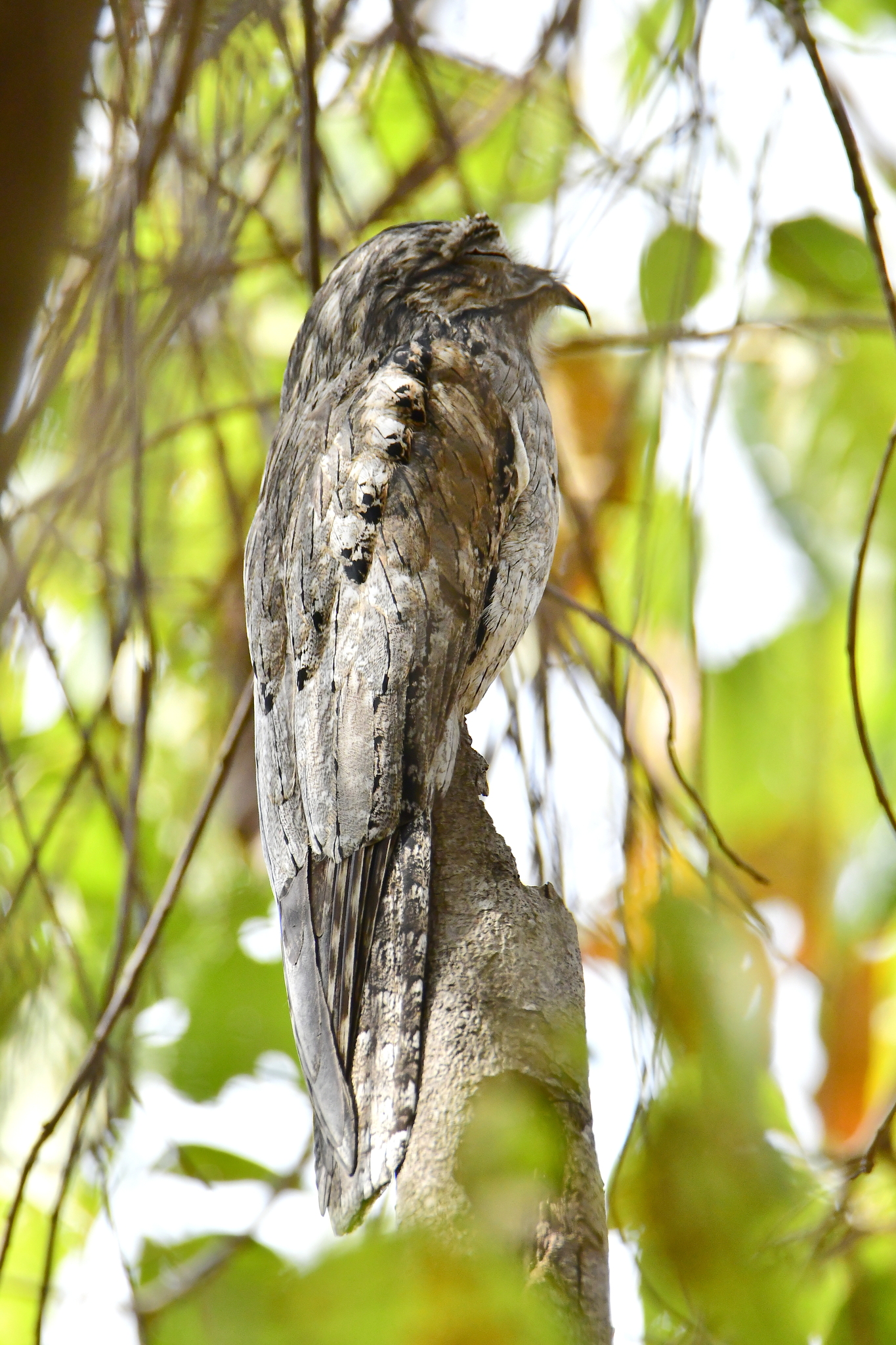 Northern Potoo (Nyctibius jamaicensis), photo 5