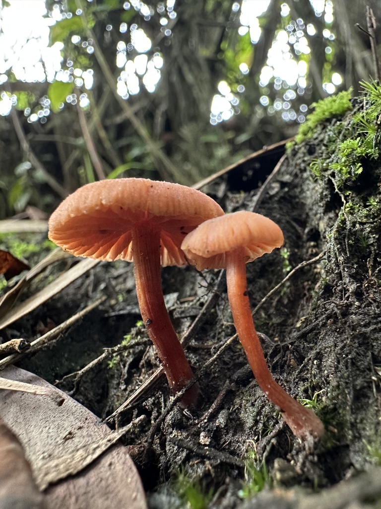 Laccaria laccata · February 2026 · photo: © nbareschu (iNaturalist, cc-by)