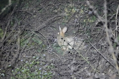 Lepus sinensis formosus