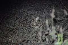 Lepus sinensis formosus