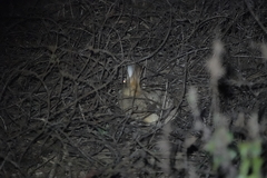 Lepus sinensis formosus