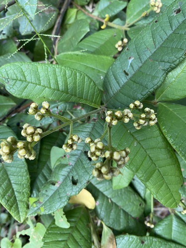 Myrcia hebepetala, 2026-02-08