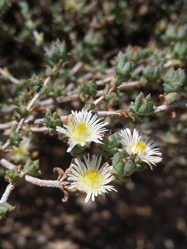 Image of Erepsia hallii by (c) Jacques van der Merwe, some rights reserved (CC BY-SA)