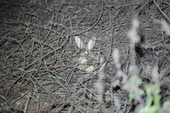 Lepus sinensis formosus