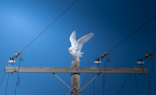 Snowy Owl