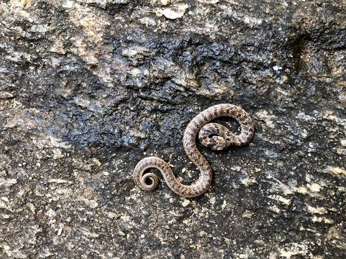 Streaked Kukri Snake