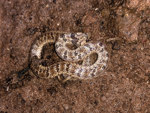 Streaked Kukri Snake