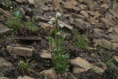 Eutrema edwardsii